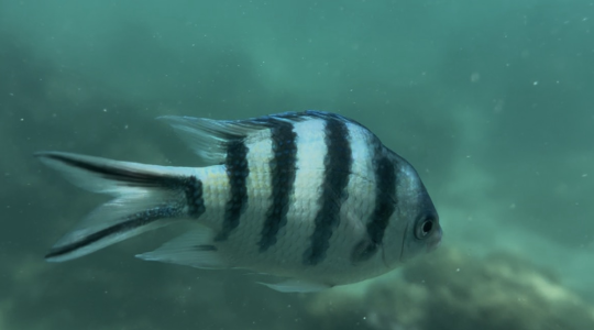 魚